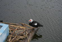 Muscovy Duck Sitting On A Log