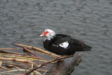 Close-up Of A Muscovy Duck Sitting On A Log
