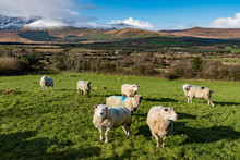 Sheep Grazing In A Grass Meadow On The Dingle Peninsula In The Republic Of Ireland