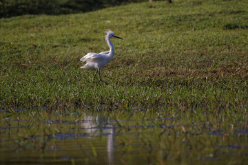 Poster - Aigrette neigeuse à Bois-Jolan