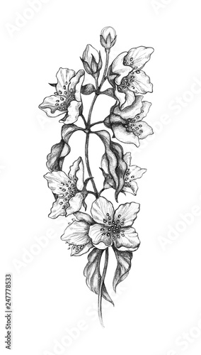 Drawing Jasmine Flower Max Installer