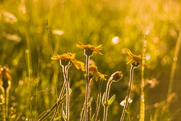 Wall Mural - Closeup view of sunny yellow meadow wild flowers in early morning soft sunlight. Horizontal color photography.