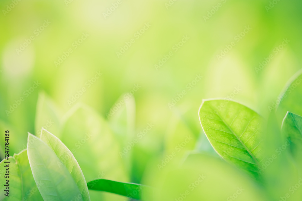 Close up beautiful view of nature green leaves on blurred greenery tree background with sunlight in public garden park. It is landscape ecology and copy space for wallpaper and backdrop. - obrazy, fototapety, plakaty 