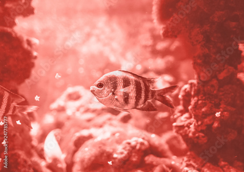 fish-swimming-in-the-ocean-against-a-background-of-corals-in-colour-of-the-year-2019-pantone-living-coral