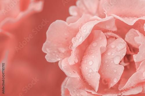 flower-rose-with-dew-macro-space-for-text-in-colour-of-the-year-2019-pantone-living-coral
