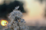 Fototapeta Dmuchawce - flower at seagrass field
