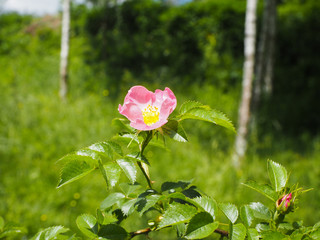 Beautiful wild rose flower