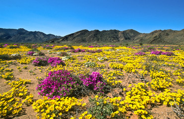 blooming desert in spring of namaqualand, south africa 