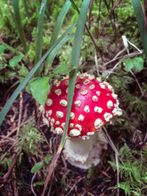 Poisonous Mushroom In The Forest. Achenkirch, Austria