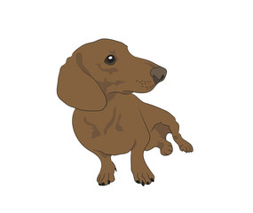 Wall Mural - Vector illustration of a dachshund that sits, colored drawing