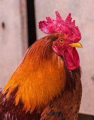 Rooster head portrait