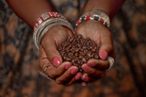 Fototapeta Niebo - Brown feminine hands in traditional jewelery hold a handful of coffee beans