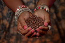 Brown Feminine Hands In Traditional Jewelery Hold A Handful Of Coffee Beans