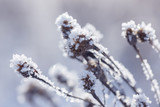 Fototapeta Natura - Grass branches frozen in the ice. Frozen grass branch in winter. Branch covered with snow.