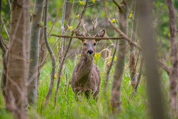 Wall Mural - Roebuck in the woods