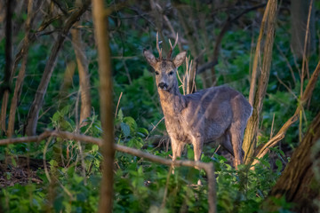 Wall Mural - Roebuck in the woods