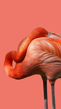 Flamingo Separated On The Color Of The Year 2019 Background - Living Coral