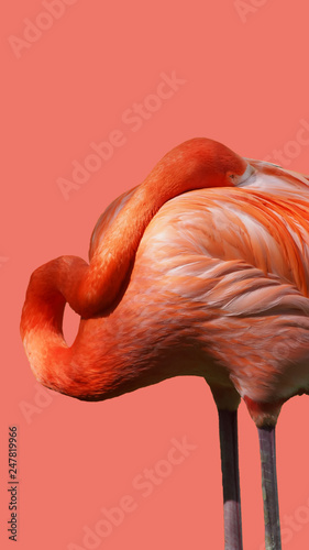 flamingo separated on the color of the year 2019 background - living coral Wallpaper Mural