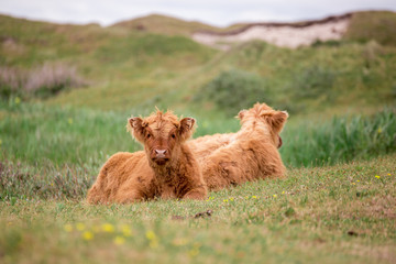 two calfs of the scottish higlander laying in grass, one looking towards camera