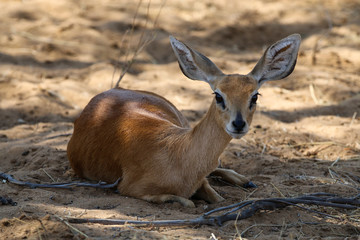 Wall Mural - Kleine Antilope im Etosha-Nationalpark