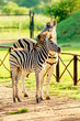Adult zebra with young zebra enjoying the morning sun in a park in City of Tshwane, Gauteng, South Africa