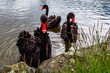 Three black swans swimming in a pond near Ostrava, the capital of the Moravian-Silesian Region in the Czech Republic