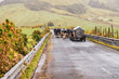 Cows are the main traffic during a foggy day on the roads of São Miguel, the Azores, Portugal.