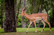 Impala walking at a golf course in Buffalo City, Eastern Cape, South Africa