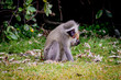 Vervet monkey eating an old leaf at a golf course in Buffalo City, Eastern Cape, South Africa