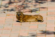 Dassie (Procavia capensis) lying in the sun on a path in Buffalo City, Eastern Cape, South Africa