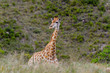 Giraffe with long neck walking in the bushes in Buffalo City, Eastern Cape, South Africa