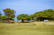 Impalas walking at a golf course towards the 13th tee in Buffalo City, Eastern Cape, South Africa