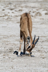 Wall Mural - Jungtier einer Oryxantilope in Namibia