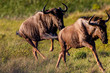 Blue wildebeests or gnus running away in Buffalo City, Eastern Cape, South Africa