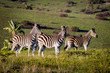 Group of zebras in the wild in Buffalo City, Eastern Cape, South Africa