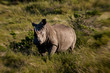 White rhino in the wild in Buffalo City, Eastern Cape, South Africa