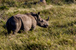 White rhino in the wild in Buffalo City, Eastern Cape, South Africa