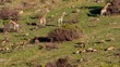 Big group of giraffes, blesbucks and impalas on a hill in Buffalo City, Eastern Cape, South Africa
