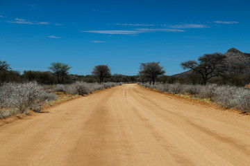 Wall Mural - Blühende Büsche im Straßenrand in Namibia