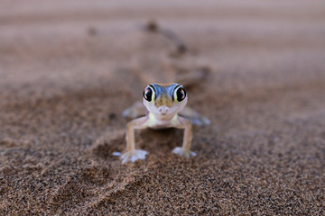 Wall Mural - Gecko in der Namib Wüste