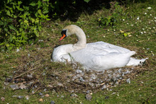White Swan In Nest