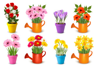 Fototapete - Mega collection of spring and summer colorful flowers in pots.  Vector