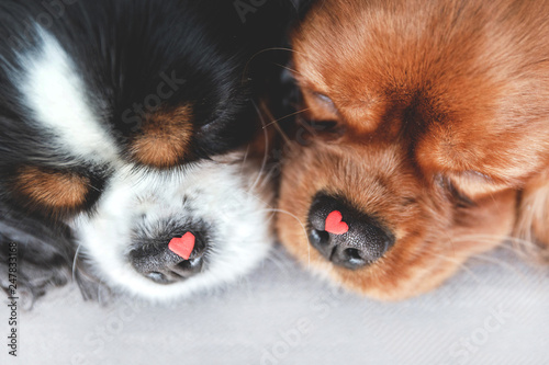 Dogs with hearts © AnnaFotyma