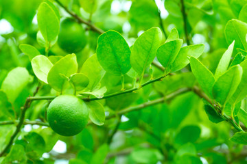 Fresh green lemon on tree with green garden background.