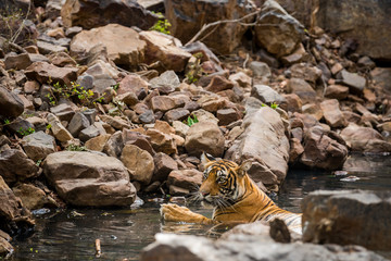 Wall Mural - tiger cub cooling off in water in hot summers at Ranthambore Tiger Reserve India