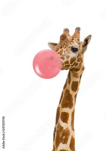 giraffe with bubble gum Wallpaper Mural