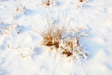 Fototapeta Dmuchawce - Withered grass in the snow