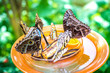 Schmetterlinge, Insel Mainau, Deutschland 