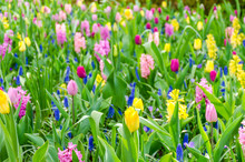 Purple Hyacinths Blooming In Spring Among Colorful Flower Field Of Tulips At Keukenhof Garden In Netherlands.