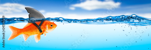 Fotografía Goldfish With Shark Fin Costume - Brave Ambitious Entrepreneur/ Business Vision